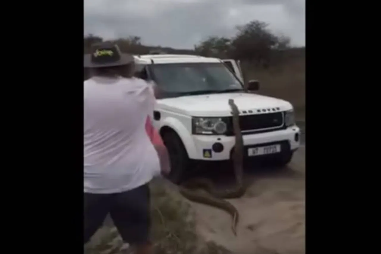 17-foot python chases tourists car video goes viral - காரின் மீது ஏறிய 17 அடி மலைப் பாம்பு... அலறிய பயணிகள் - வீடியோ