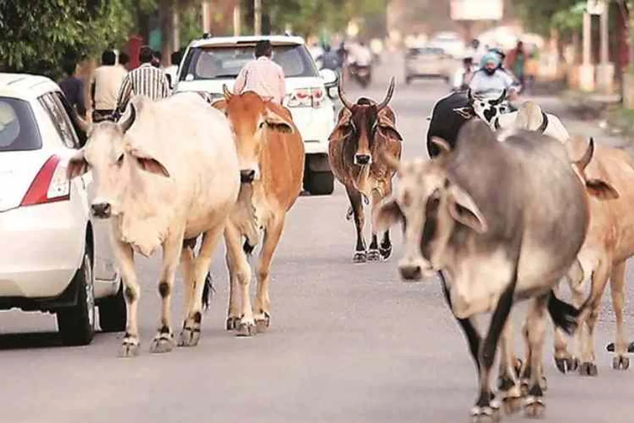 Stray cattle turning non-vegetarian in Goa, Stray cattle turning non-vegetarian, கோவாவில் அசைவமாக மாறிய தெரு கால்நடைகள், சிகிச்சைக்கு அனுப்பப்பட்ட தெரு கால்நடைகள், கோவை, sent for treatment, Goa waste Management Minister Michael Lobo, Goa, kalangut village, stray cattle