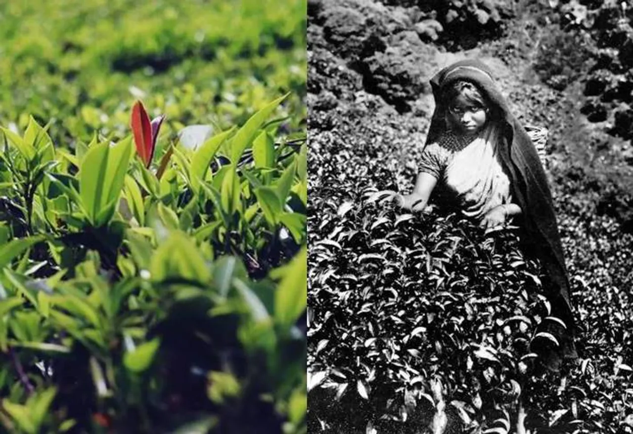 History of Ceylon tea, Indian Tamils, Sirima - Shastri pact