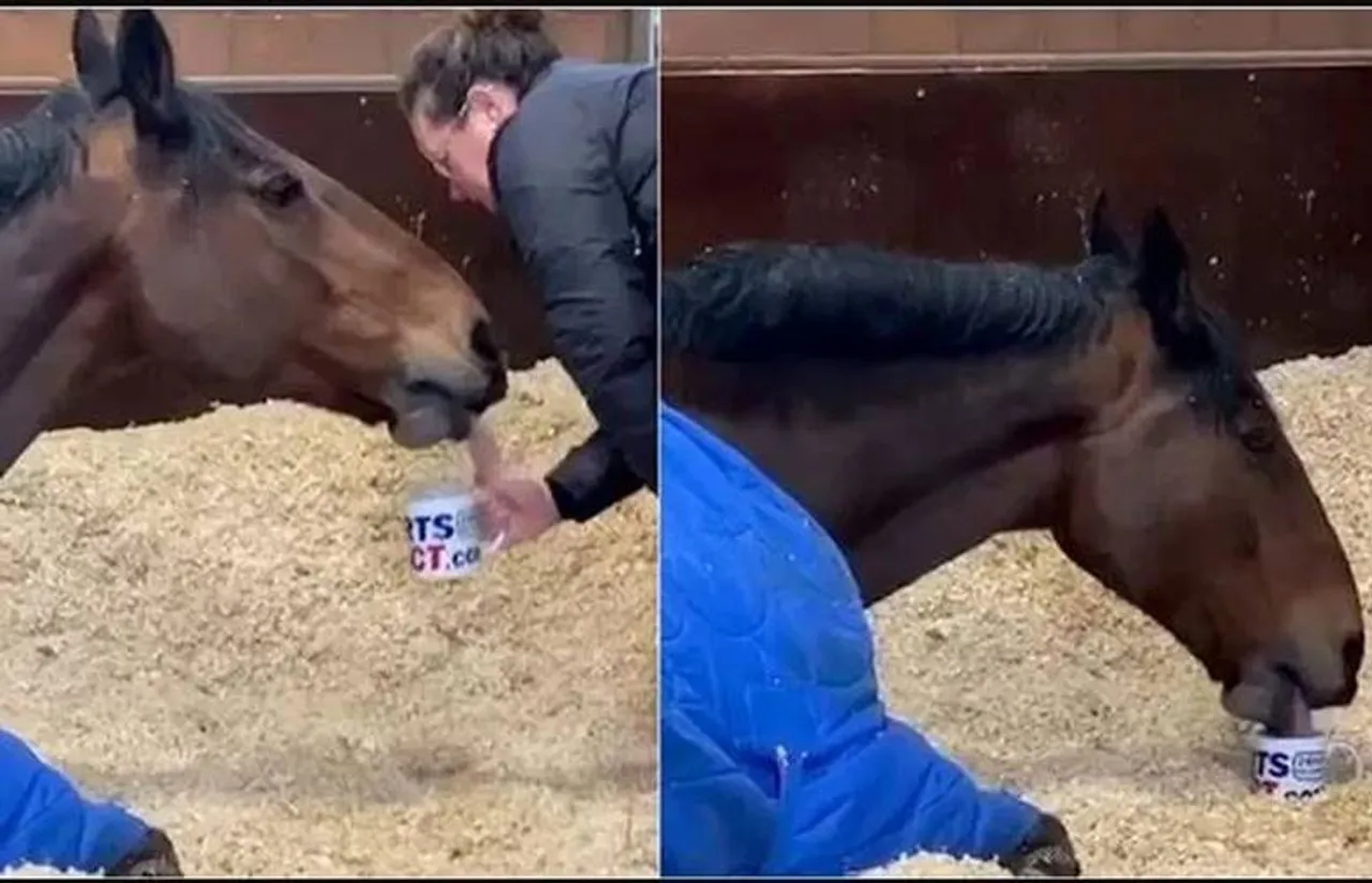 Trending Viral Video Police horse having cup of tea