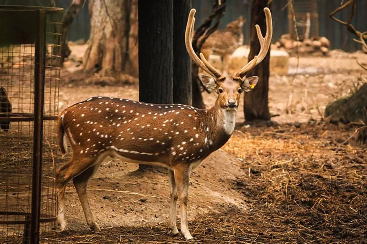 497 deer in chennai died TN Forest department reports - ஐந்து ஆண்டுகளில் சென்னையில் 497 புள்ளி மான்கள் உயிரிழப்பு - தமிழக வனத்துறை