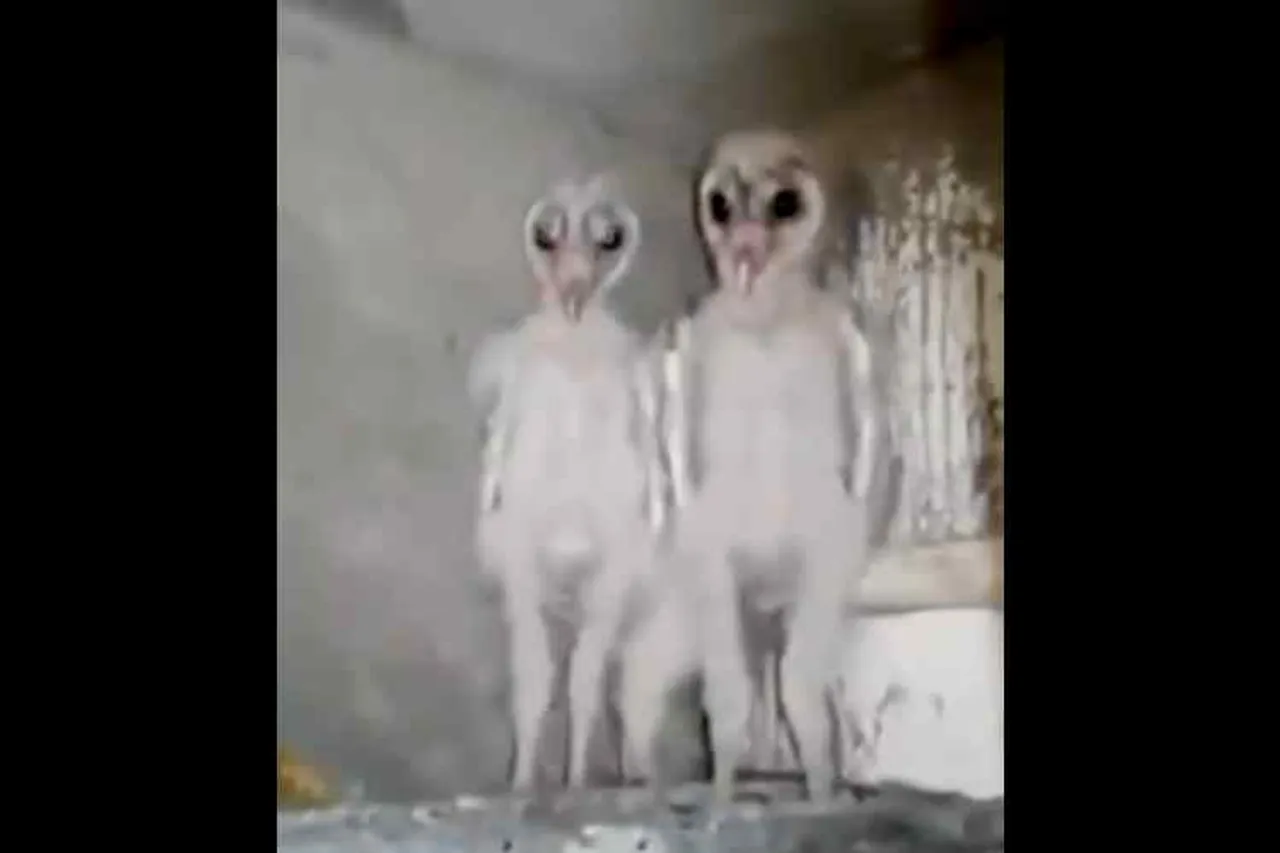 Aliens like birds, Aliens video viral, வேற்றுக்கிரக வாசிகள், வீடியோ வைரல், owls like aliens, ஆந்தைகள், owls, aliens viral Video reached 12 million viewers, Aliens like birds but owls