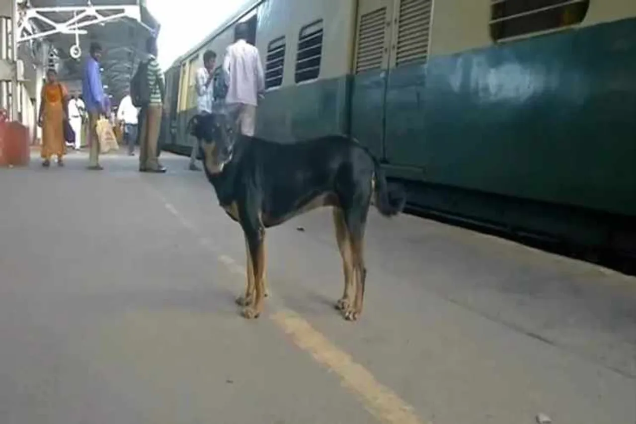 chennai, chennai suburban train, chennai park railway station, Park Town railway station,Chennai railway station,Chennai dog, railway police