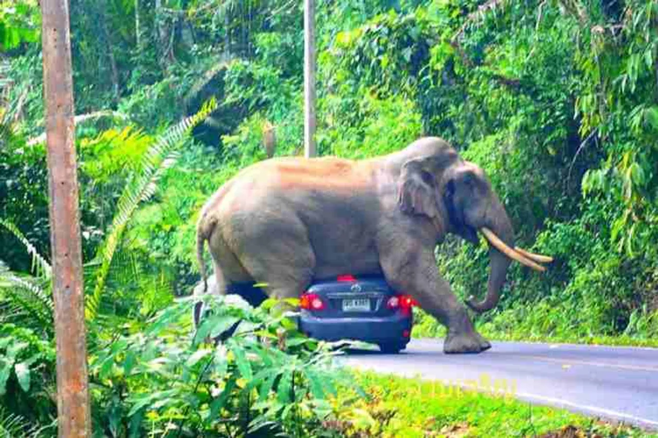 thailand, elelphant, car, national park, vieo, viral, tourists, social network