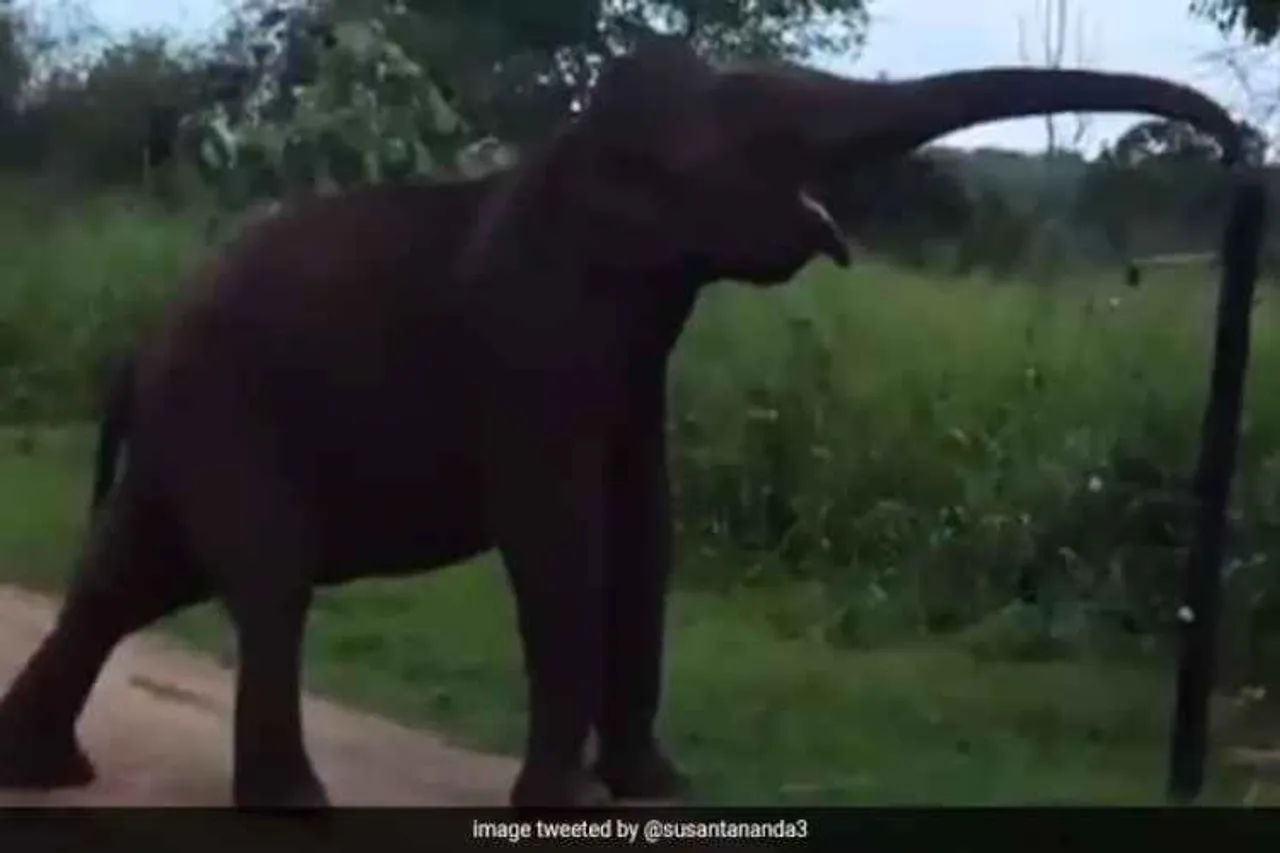 elephant, smart elephant, video, viral. twitter, elephant crosses electric fence,elephant video,Susanta Nanda