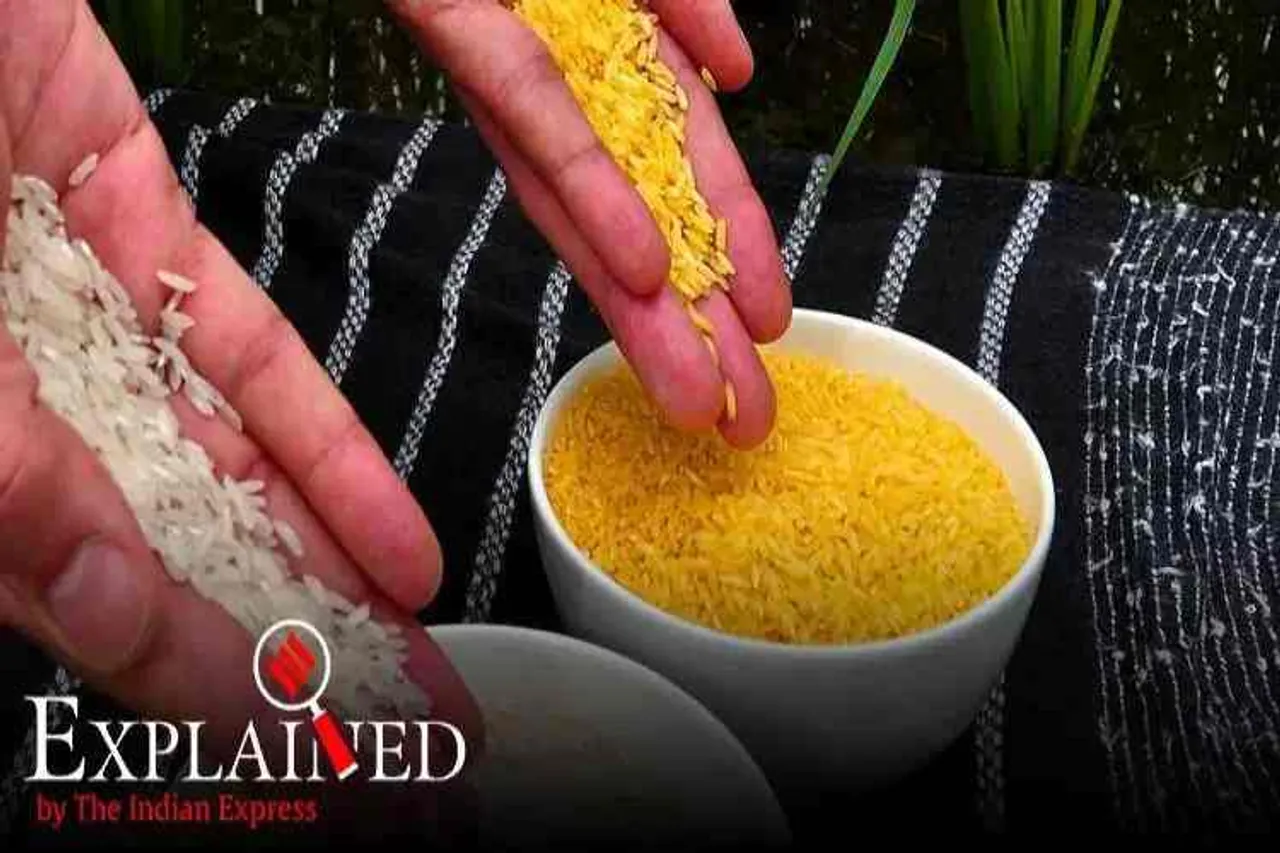 golden rice, What is Golden Rice, golden rice nutrition value, கோல்டன் அரிசி, கோல்டன் ரைஸ், golden rice bangladesh, பொன்னிற அரிசி, gold coloured rice, பங்களாதேஷ் அனுமதி, Bangladesh first country to approve to Golden Rice plantation