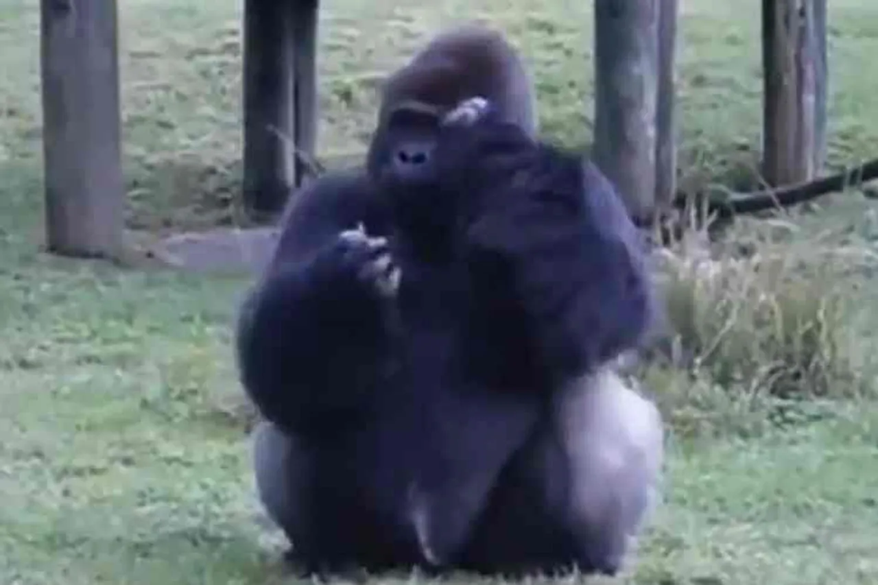 gorilla uses sign language, miami zoo gorilla uses sign language, gorilla uses sign language to speak visiors, சைகை மொழியில் பேசிய கொரில்லா, மியாமி விலங்கியல் பூங்கா, அமெரிக்கா, புளோரிட மாகாணம், கொரில்லா வைரல் வீடியோ, miami zoo,zoo miami, gorilla usese sign language in florida in US,gorilla video viral