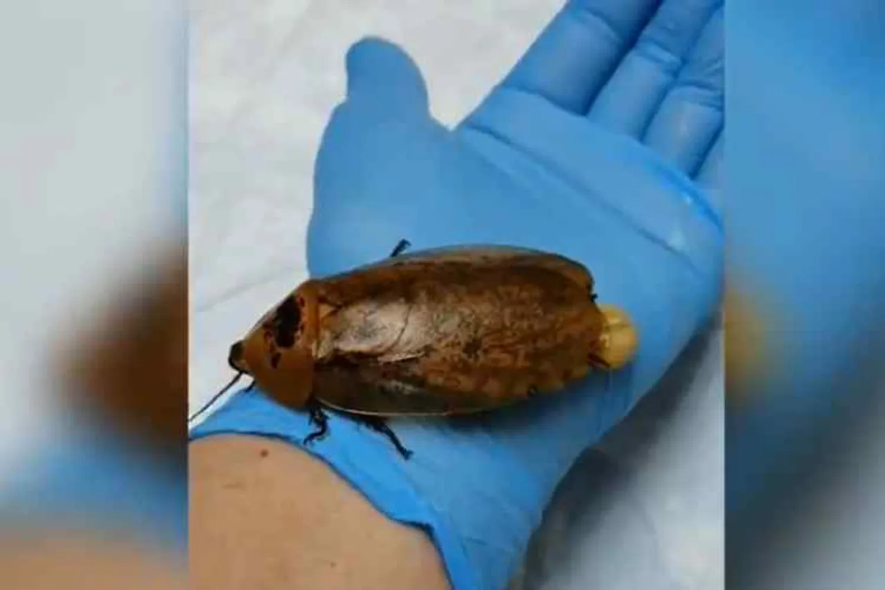 Russian veterinarian perform surgery on cockroach, கரப்பான் பூச்சிக்கு அறுவை சிகிச்சை, கரப்பான் பூச்சி, ரஷ்யா, Russian veterinarian performed on cockroach to to give births, veterinarian perform surgery to cockroach, Russia