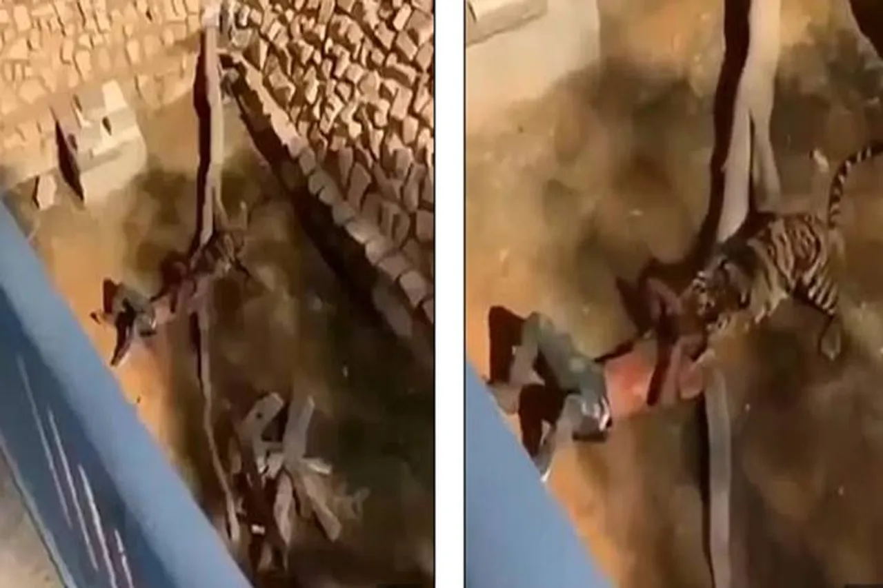 Man SURVIVES after falling into tiger enclosure Saudi Arabian zoo - சவூதியில் புலி கூண்டில் தவறி விழுந்த இளைஞர் - பதைபதைக்க வைக்கும் வீடியோ