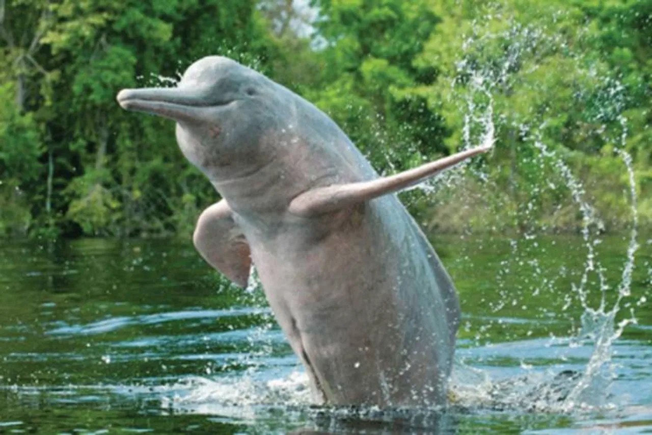 Gangetic dolphins 1,275 in UP another 962 in Assam rivers - நான் கங்கை டால்பின் பேசுகிறேன்; என்னை நீங்களாவது காப்பற்றுவீங்களா?