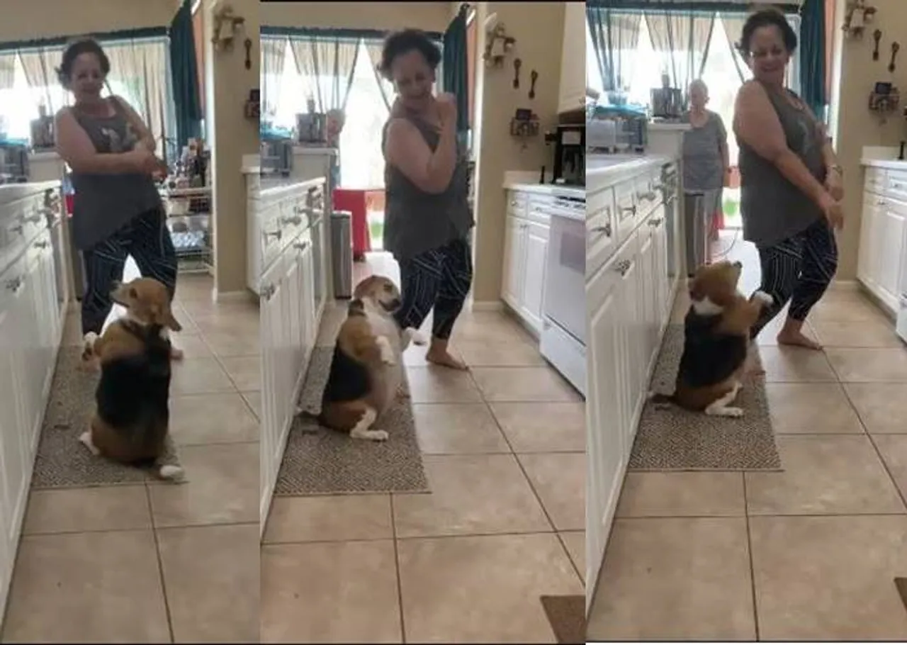 Dog dance moves viral trending video of the day