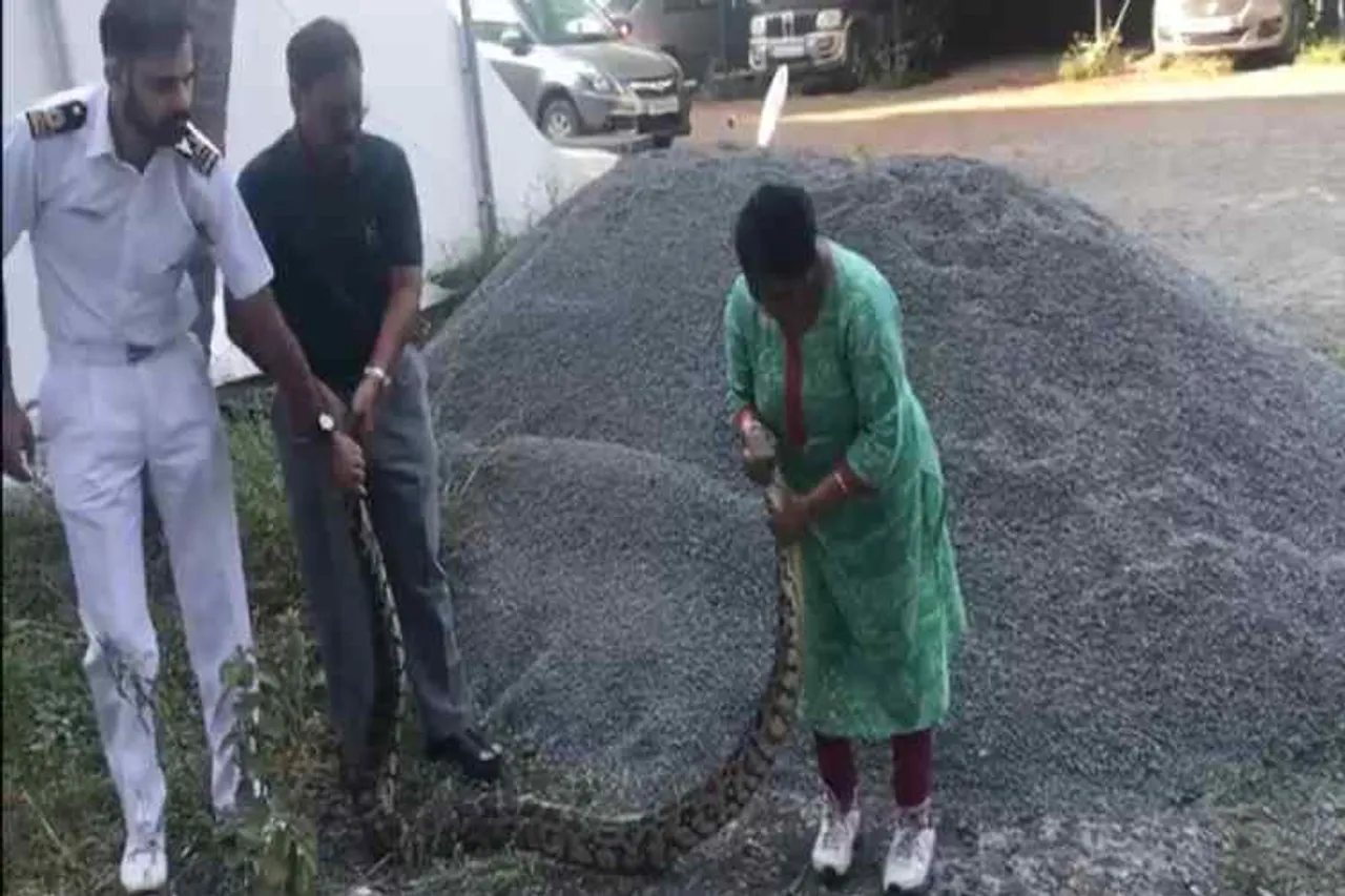 Woman caught python, Woman caught 20kg python alive, மலைப்பாம்பை உயிருடன் பிடித்த பெண், வைரல் வீடியோ, Woman caught 20kg python in Ernakulam, Woman captures python alive, Woman caught python viral video