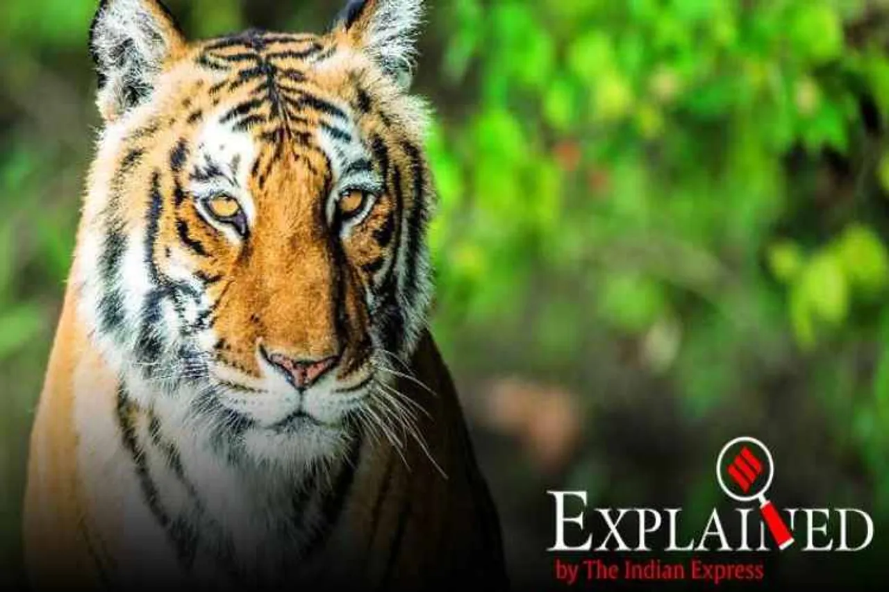 sultan tiger, Sanjay Gandhi National Park, sultan tiger shifting, sultan tiger new home, indian express news
