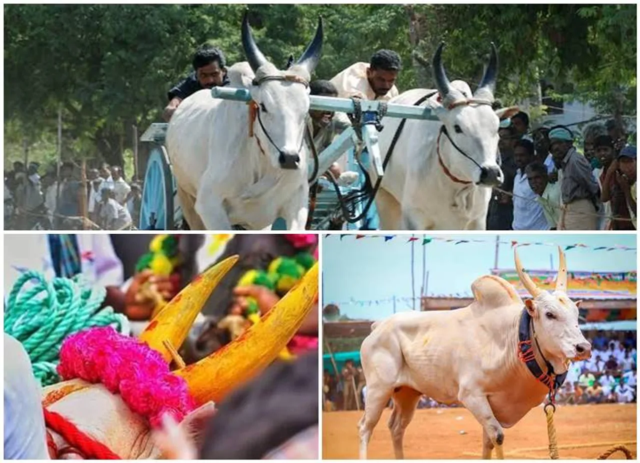 Pongal 2020 Alanganallur Palamedu Jallikkattu Pollachi Rekla race