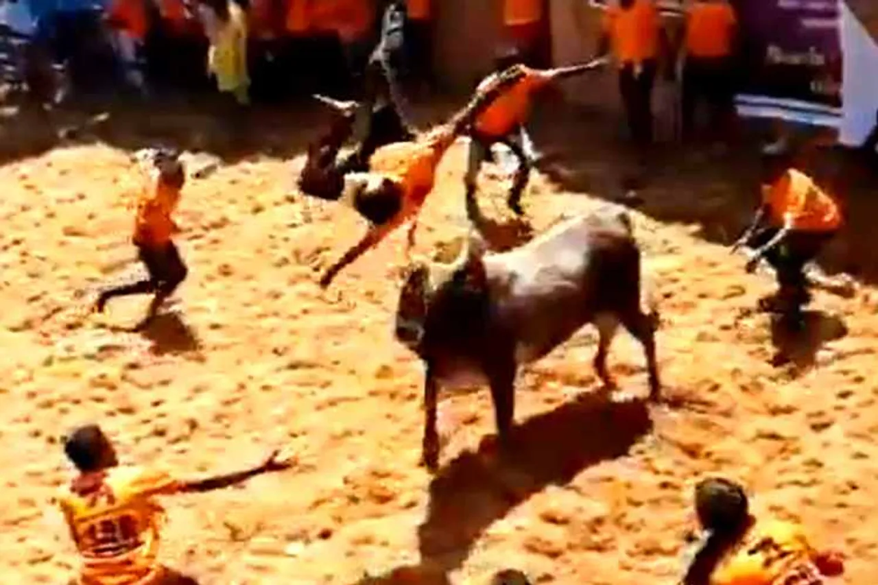 jallikattu, bull plying excellent, ஜல்லிக்கட்டு, வைரல் வீடியோ, ஜல்லிக்கட்டில் மாடுபிடி வீரரை தூக்கி வீசிய காளை, பலே காளை, அலங்காநல்லூர் ஜல்லிக்கட்டு, jallikattu sports, alaganallur jallikattu, jallikattu video, jallikattu viral video, viral video, bull to throw away a man Viral video, bull to throw away a man in jallikattu