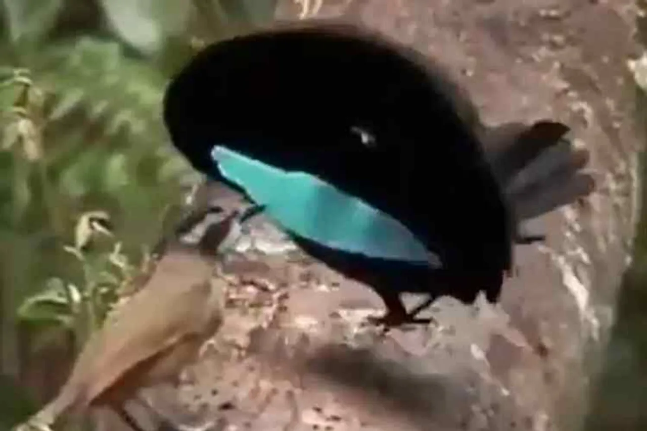 Beautiful bird dancing, birds dancing, பறவை நடனம், அழகிய பறவை நடனம், Beautiful black bird, black bird dancing to attract another bird, viral video