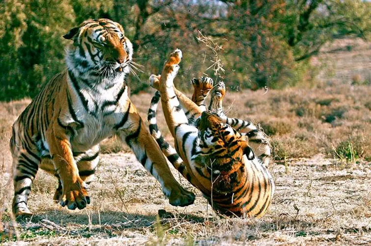 Tiger fight, Viral video