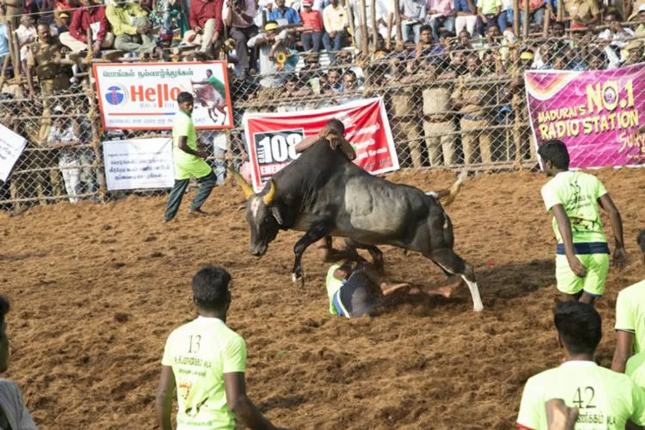 pongal 2020 ponjal jallikattu dates - களத்தில் காளைகளை சந்திக்க தயாரா? - ஜல்லிக்கட்டு நடக்கும் தேதிகள் முழு விவரம்