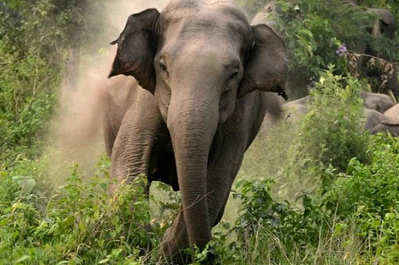 Elephant kills woman trekking inside Coimbatore forest