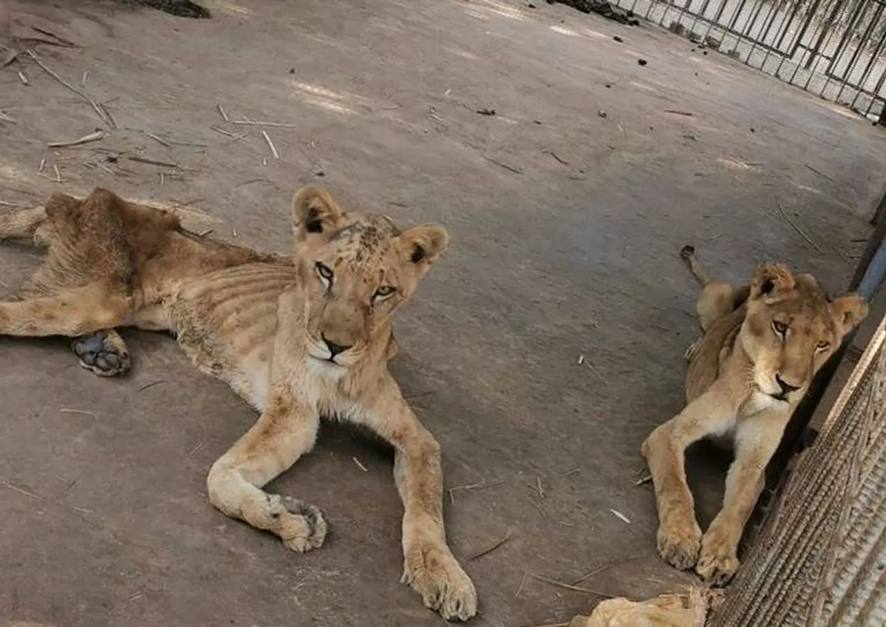 malnourished lions spark outrage online, Al Qureshi Lions, Sudan Lions