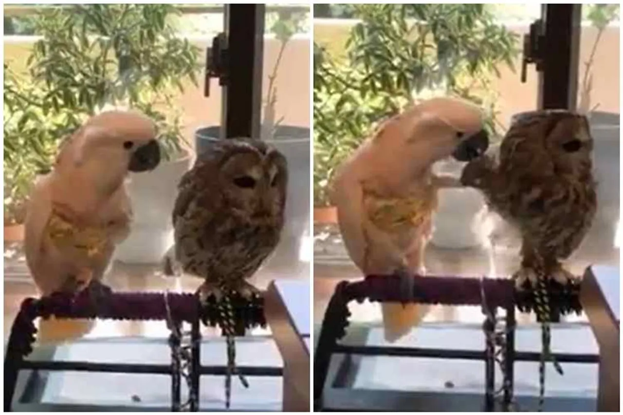 parrot owl romance, owl parrot romance, கிளி ஆந்தை காதல், வைரல் வீடியோ, கிளி ஆந்தை ரோமான்ஸ், different birds romance viral video, parrot owl love, owl parrot love, parrot owl love video viral