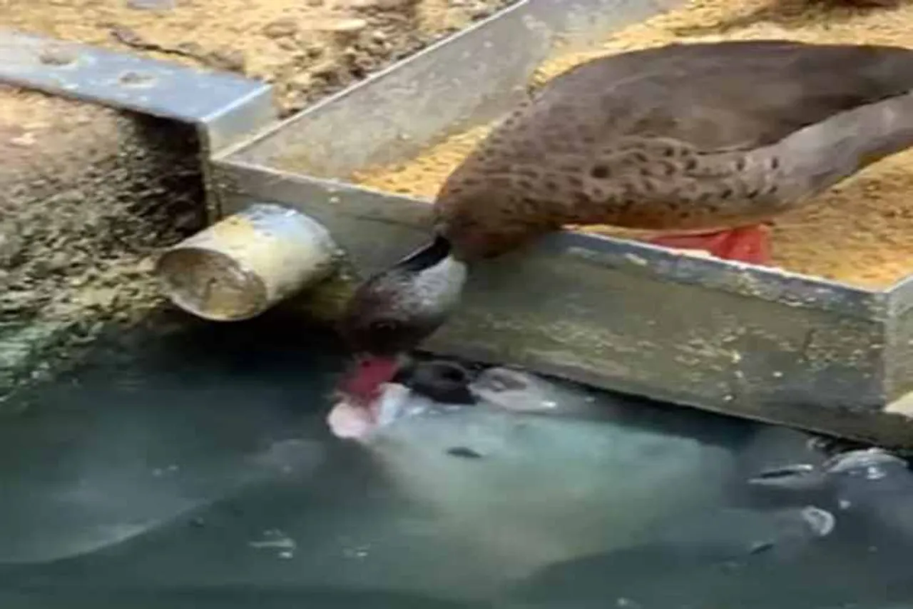 duck, fish fedding, pond, food, video, viral, social networks, facebook, twitter