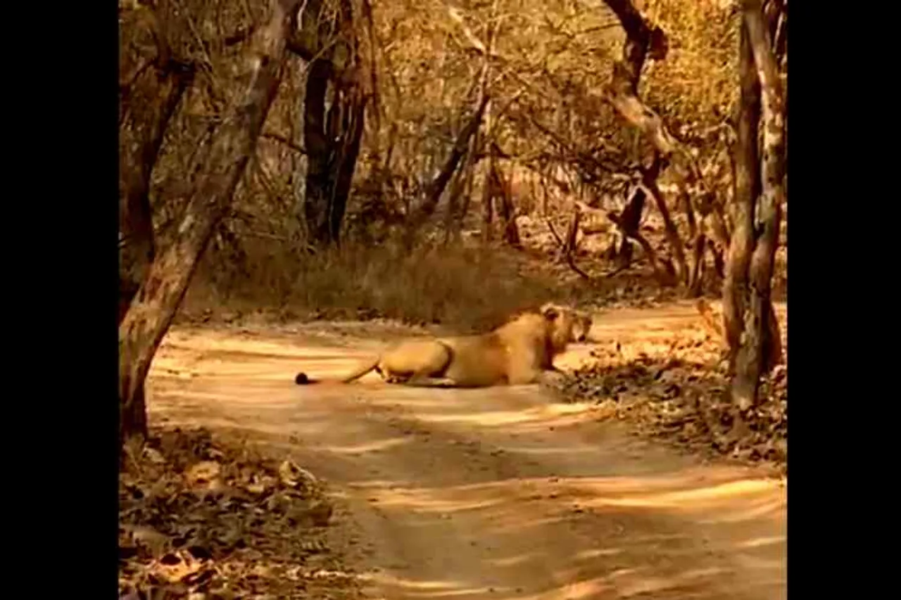 lion's roar, lion roaring viral video, சிங்கத்தின் கர்ஜனை, கர்ஜிக்கும் சிங்கம், வைரல் வீடியோ, lion roaring in gujarat forest, viral video