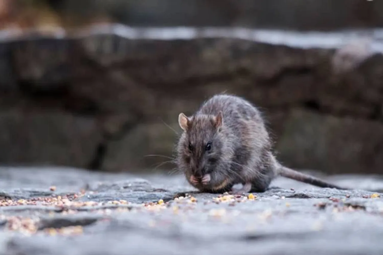 Man dies from hantavirus in China: How this virus spreads