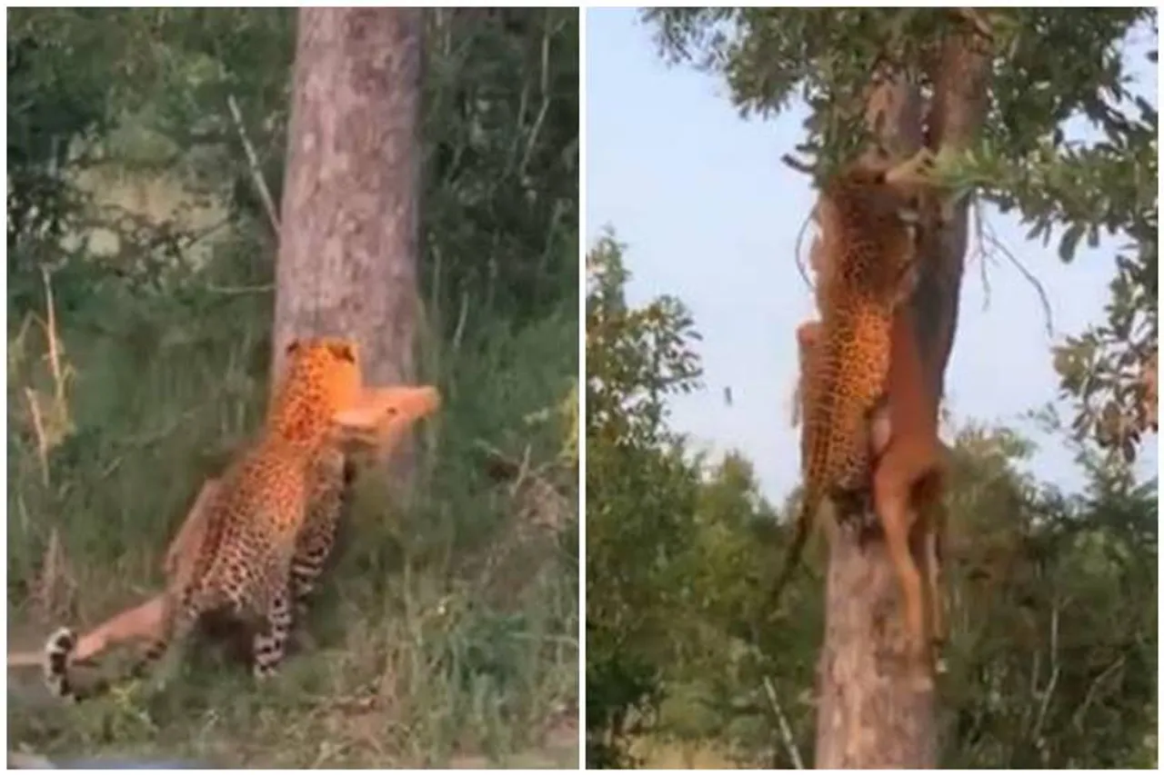 leopard climbing tree viral video, leopard in india, இரையுடன் மரம் ஏறும் சிறுத்தை, வைரல் வீடியோ,leopard facts, wild animals, twitter viral trends, trending. indian express, unbelivable climb, tamil indian express news