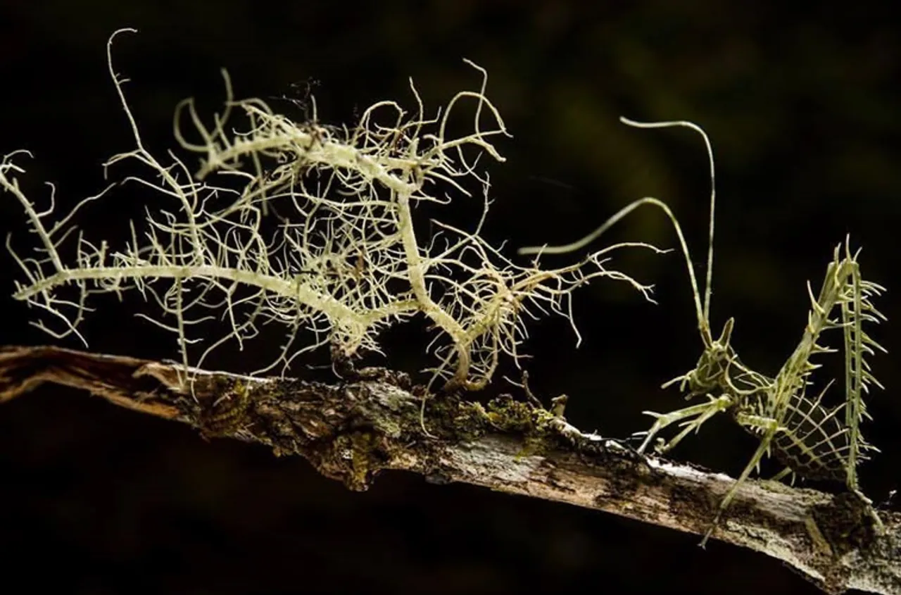 Trending viral video of Lichen katydid makes netizens crazy