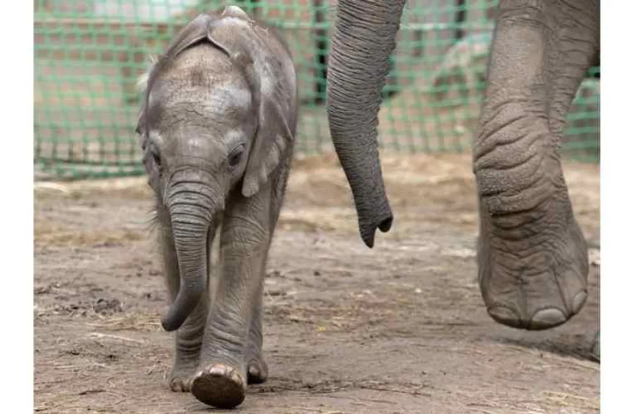 elephant playing video, the elephant calf playing video, பறவைகளைத் துரத்தி விளையாடிய யானைக்குட்டி, வைரல் வீடியோ, யானைக்குட்டி, elephant calf palying with birds viral video, viral video