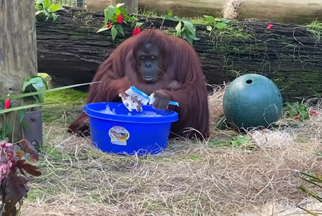 Sandra, Sandra orangutan, orangutan washes hands