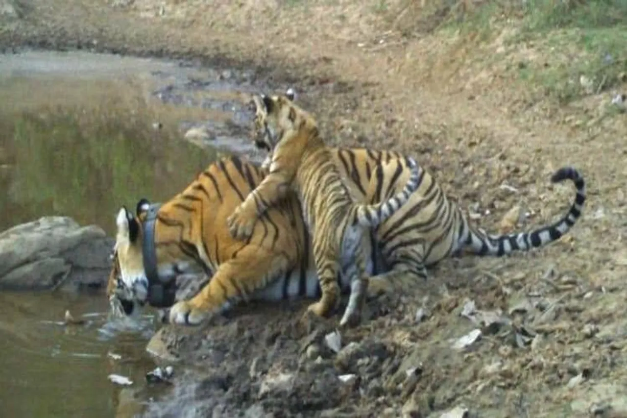 Tigress Gives birth to cub at sariska