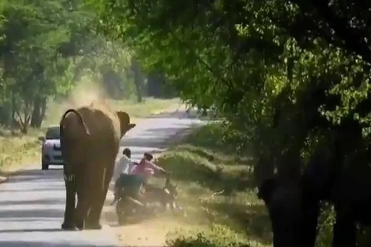 Tamil viral video, latest viral news, elephant viral video latest , வைரல் வீடியோ, வைரல்
