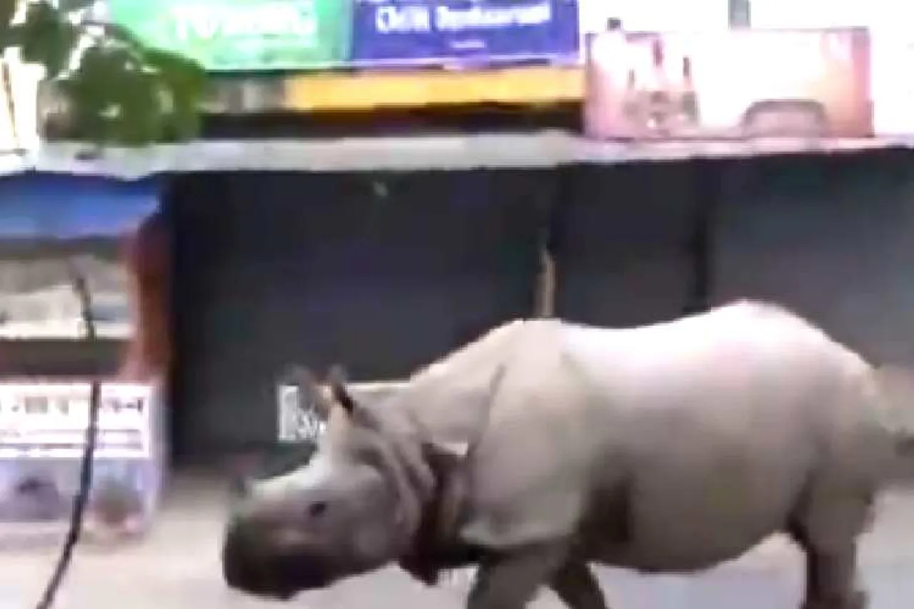 Rhino walking Streets, Rhino wandering Streets, சாலையில் திரியும் காண்டாமிருகம், ஊரடங்கின் போது வெளியே சுற்றியவரை துரத்தும் காண்டாமிருகம், வைரல் வீடியோ, நேபாளம், Rhino Chases A Man Away, Rhino chasing a man Viral Video, viral video, corona virus, lock down, nepal lock down, Rhino chasing a man in Nepal