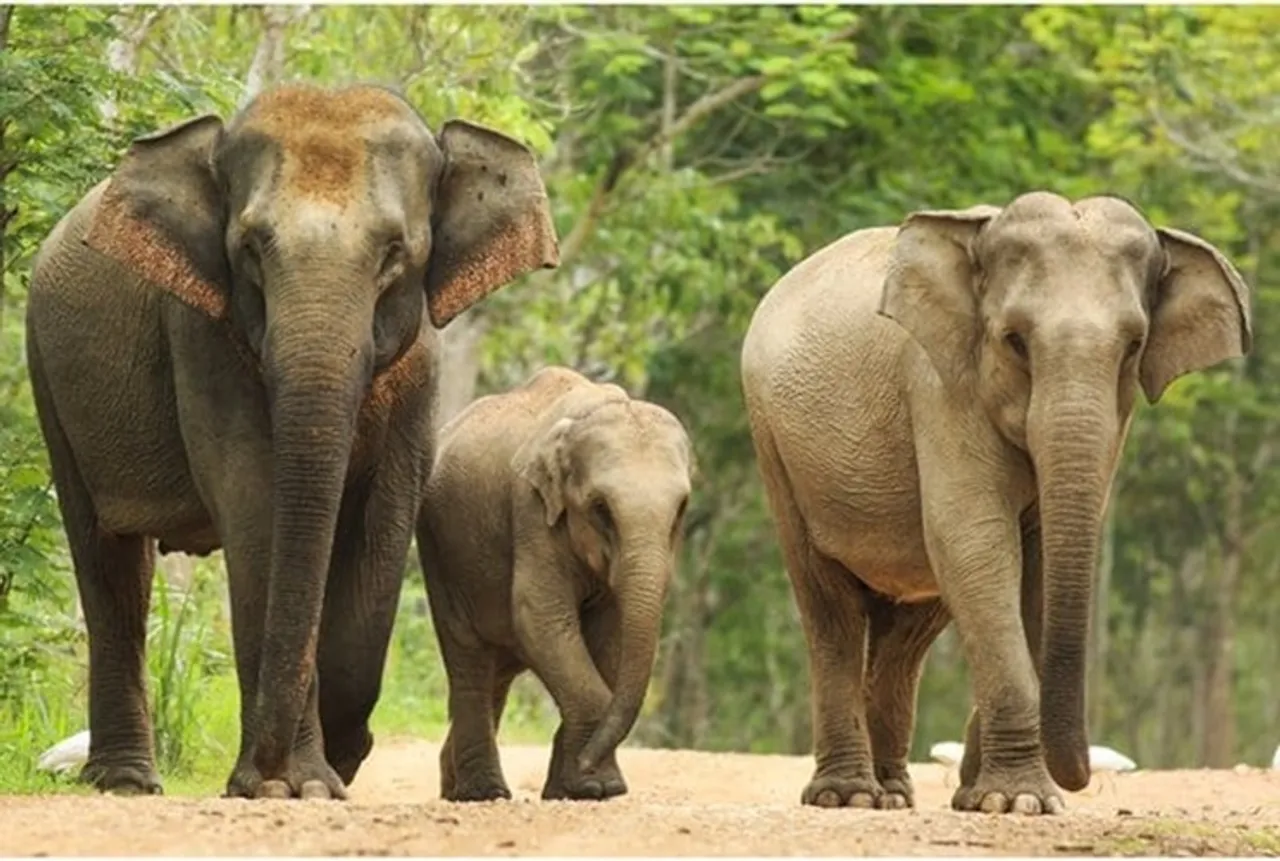 உயிரை காப்பாற்றிய யானை; 6 ஏக்கர் நிலத்தை எழுதி வைத்த பீகார் நபர்