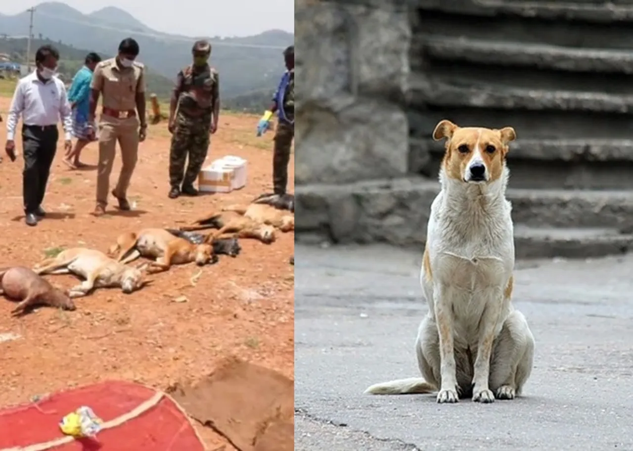 Stray dogs were poisoned to death near Coonoor