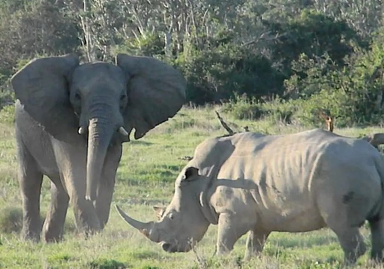 Viral video of an Elephant threatens Rhino with tree branch