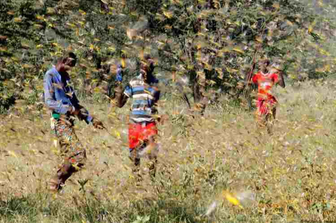 locust in tamil nadu, tamil nadu govt issues advisory to farmers on grosshoppers, தமிழகத்திற்கு வருமா வெட்டுக்கிளிகள், வெட்டுக்கிளிகள், ராஜஸ்தான், மத்தியப்பிரதேச, வெட்ட்டுக்கிளிகள் தாக்குதல், locust attack in Rajasthan, locust attack Madhya Pradesh tamil nadu govt issues advisory to farmers on locust, grosshoppers attacks, latest tamil nadu news, latest tamil news, latest news in tamil