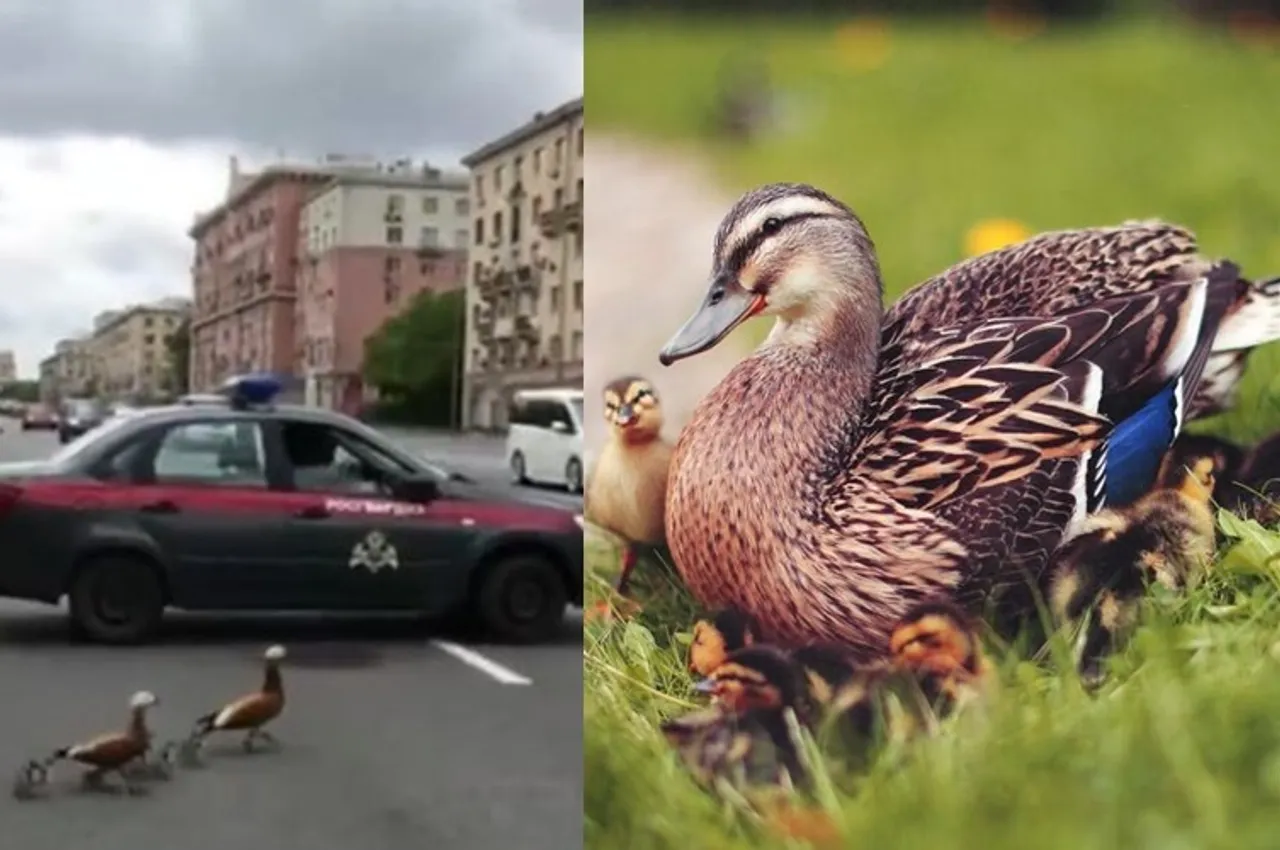 Russian National Guard closed Leninsky street in Moscow to help a duck family