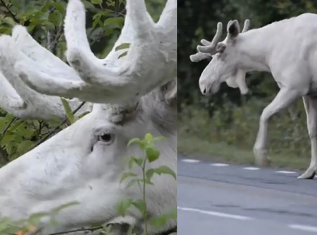 White Moose rate appearance in Sweden viral video of white moose