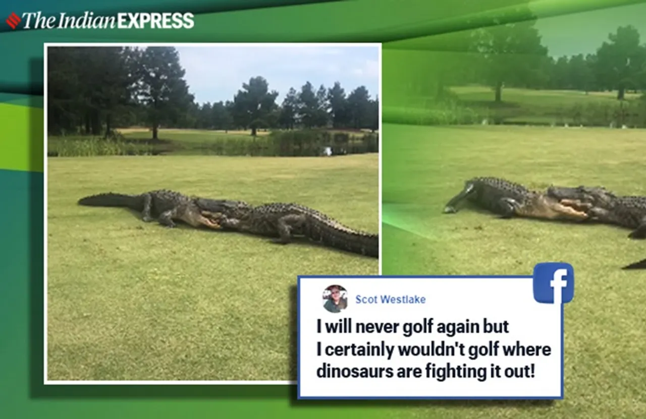 Trending viral video of two alligators engage in intense fight at US golf course