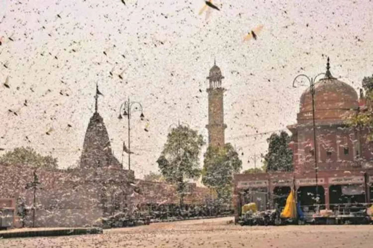 Corona virus, locust swarm india, india, pakistan, locust attack, rajasthan, agriculture ministry, locust, locust attacks, locust attack, locust attack, locust attack india, india locust attack, locust attack news, locust attack farmners, locust attack madhya pradesh, locust attack jaipur, locust rajasthan, locust attacks jaipur, locust delhi,