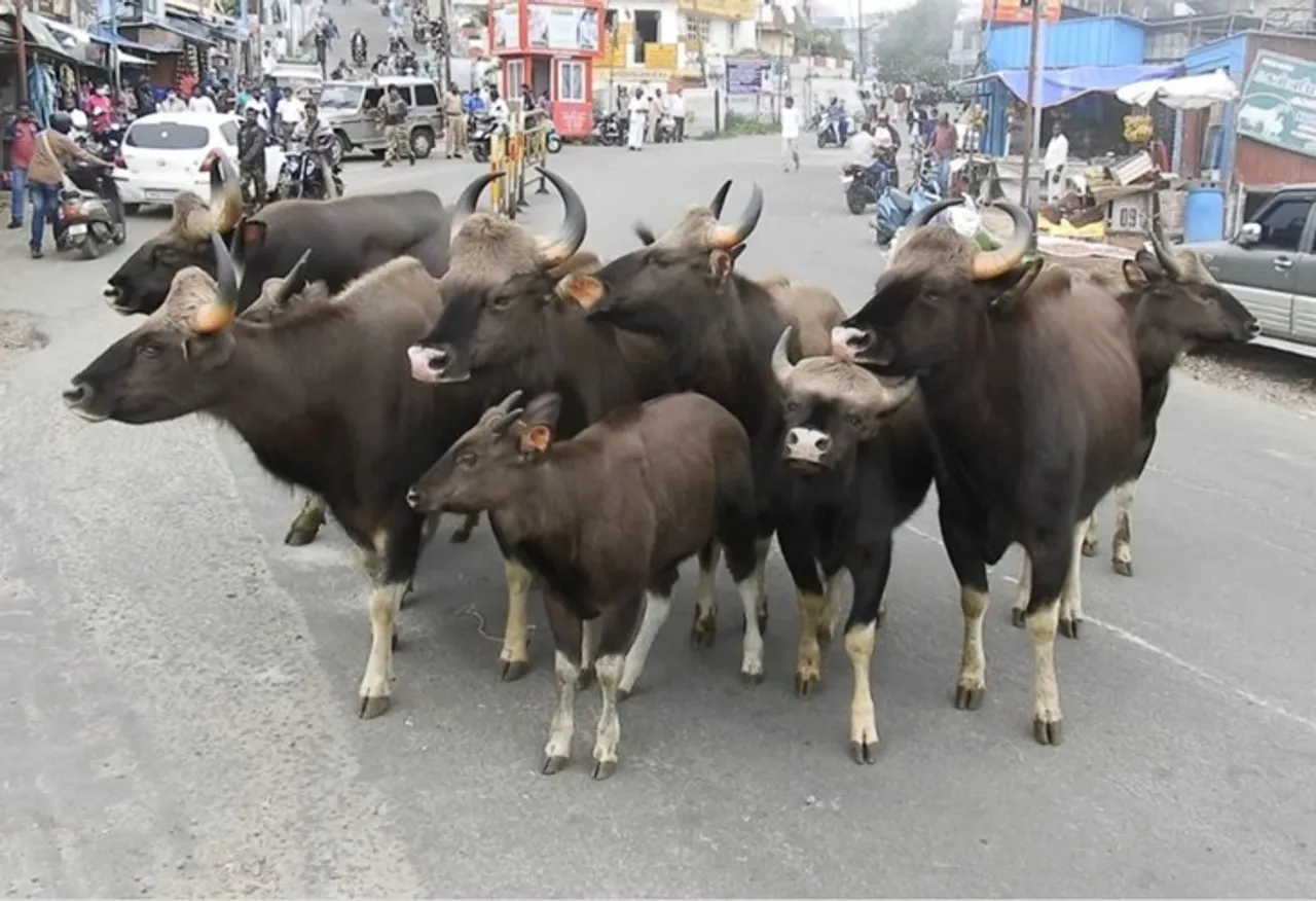 Group of bisons entered in Kodaikanal main city areas