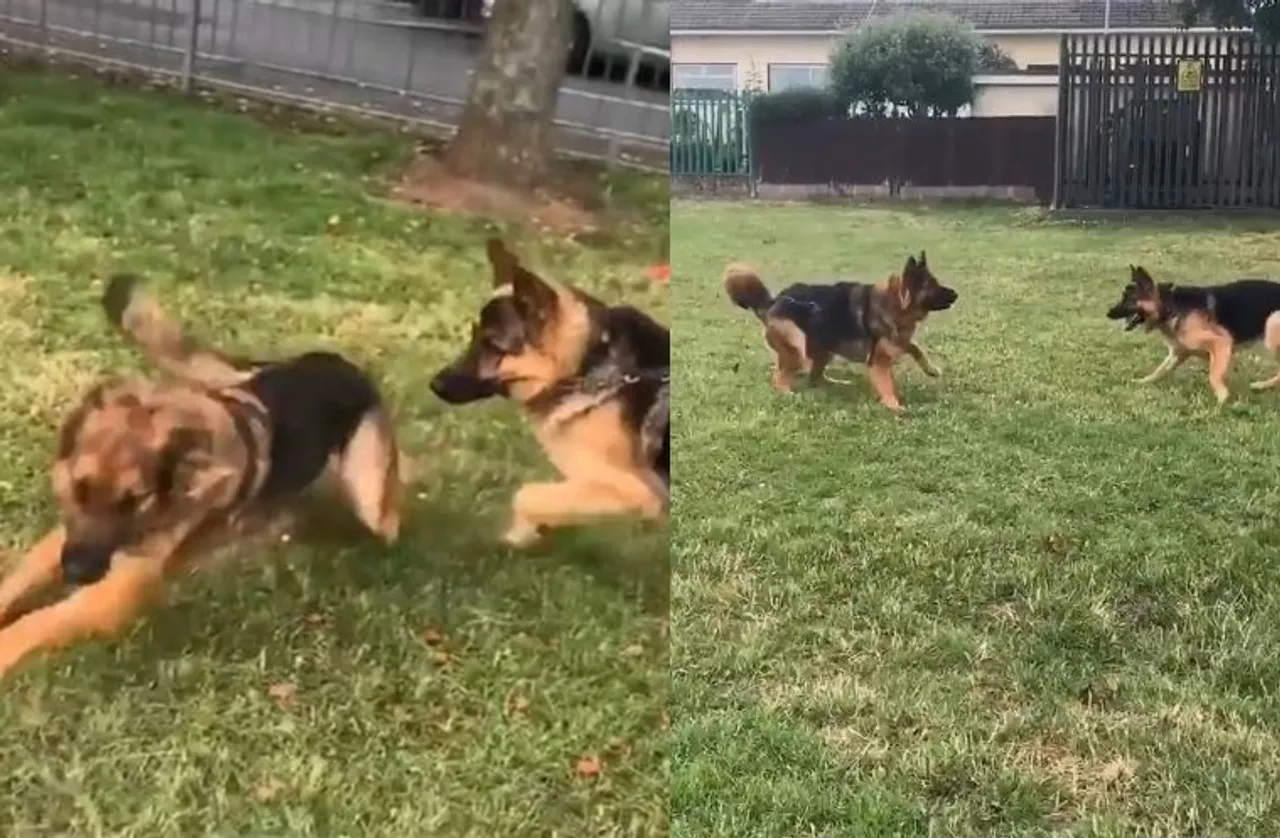 Viral video of German Shepherd besties Bear and Mable meet after 4 months apart