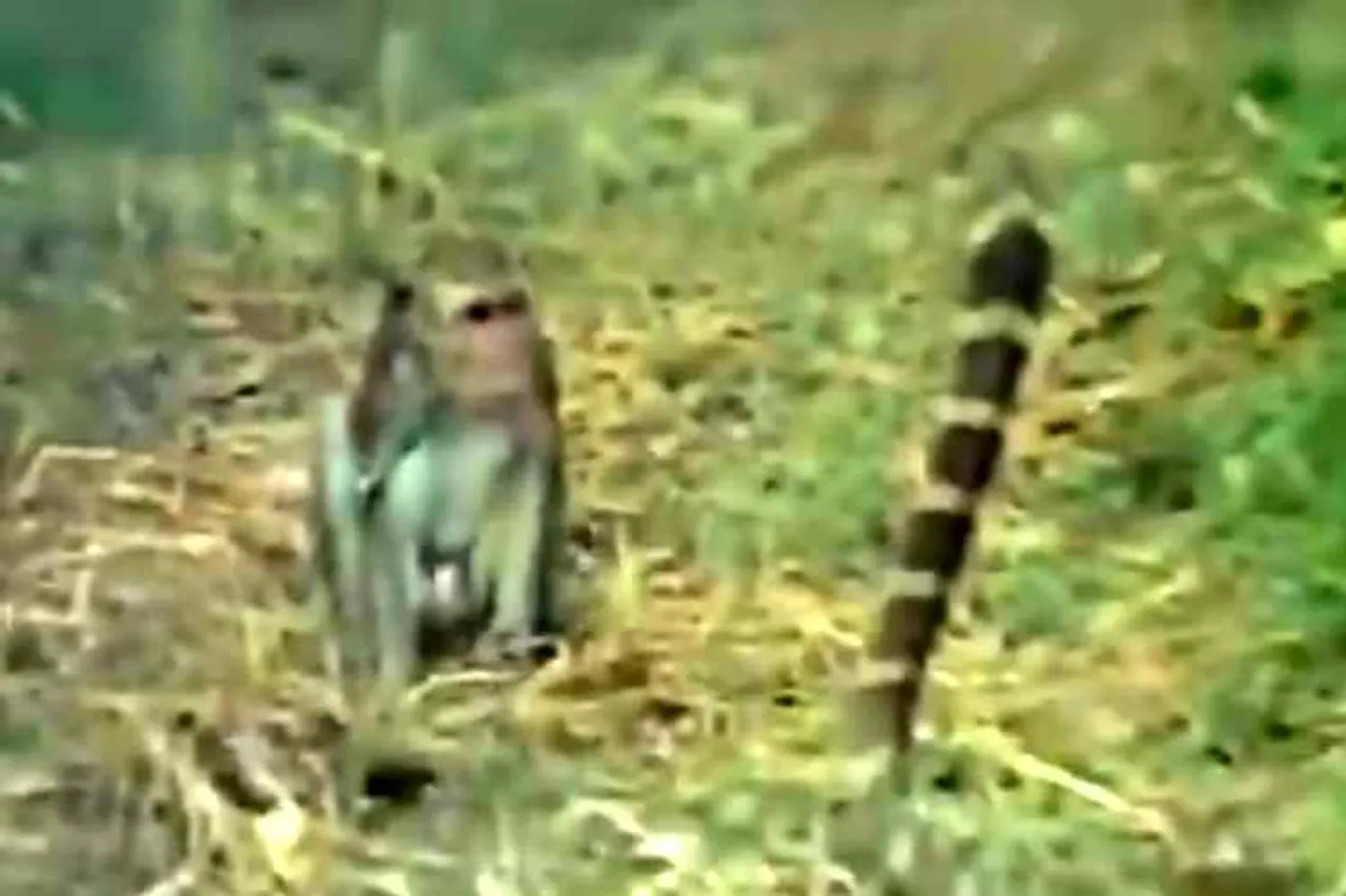 monkey king cobra fights video, monkey snake fights, viral video, குரங்கு பாம்பு சண்டை, குரங்கு ராஜநாகம் சண்டை, வைரல் வீடியோ, monkey snake fighting viral video, wild animal video, Tamil viral video, tamil video news,Tamil trending video, Tamil video