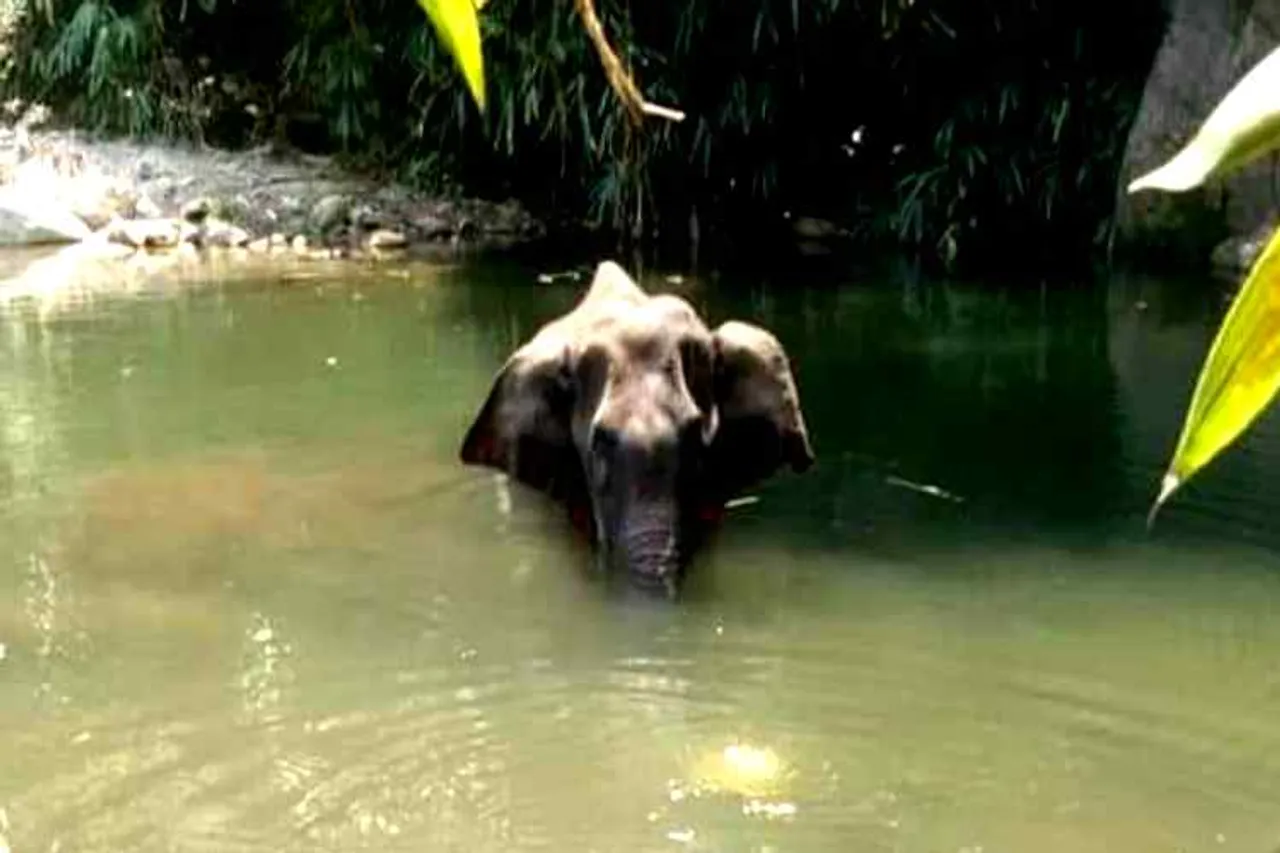 kerala Pregnant elephant death : Hunger elephant fainted and drowned in water says postmortem report