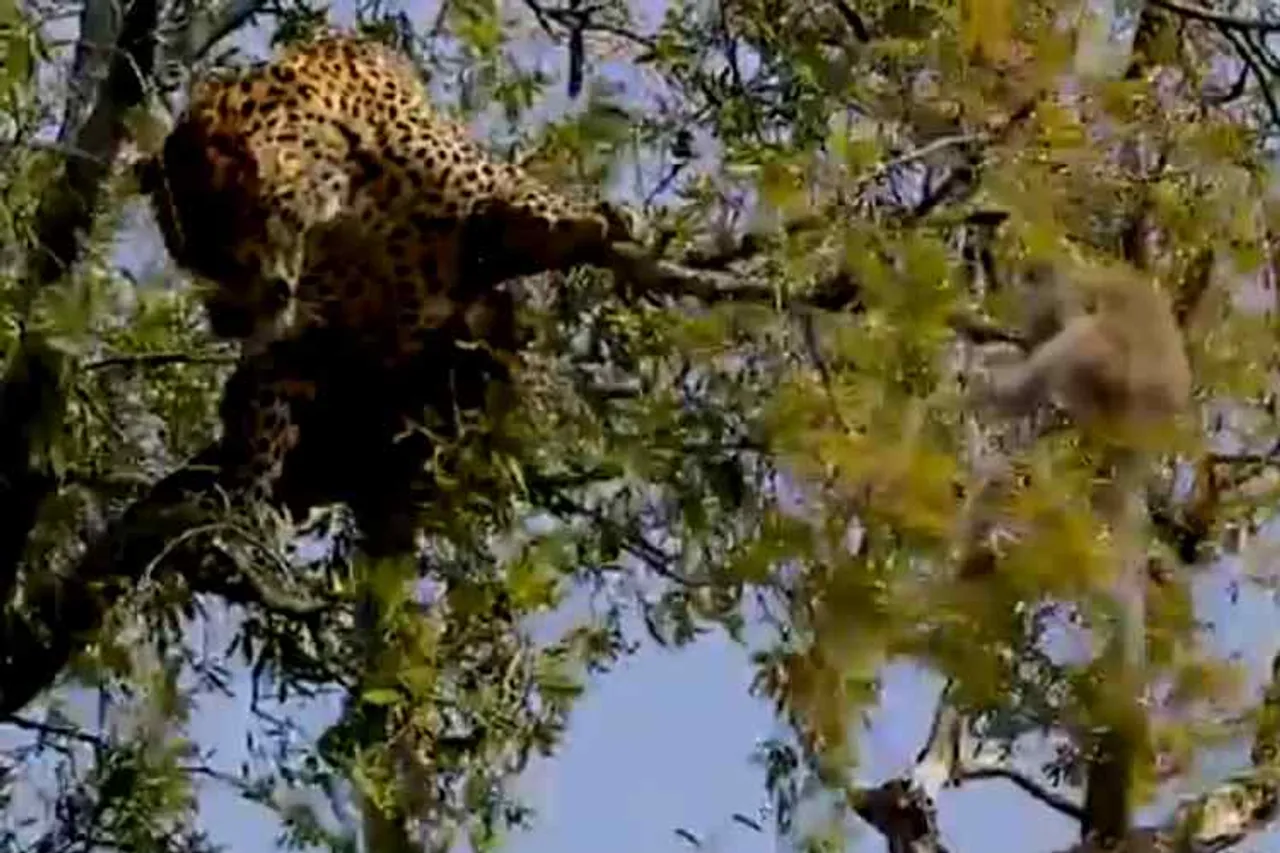 leopard try to attack monkey on tree, cheetah climbing on tree, leopard climbing on tree, சிறுத்தை மரத்தில் ஏறி குரங்கை பிடிக்க முயற்சி, சிறுத்தை குரங்கு வீடியோ, வைரல் வீடியோ, leopard try to catch monkey, viral video, tamil viral video news, tamil video news, latest tamil video news, leopard and monkey, trending video news,