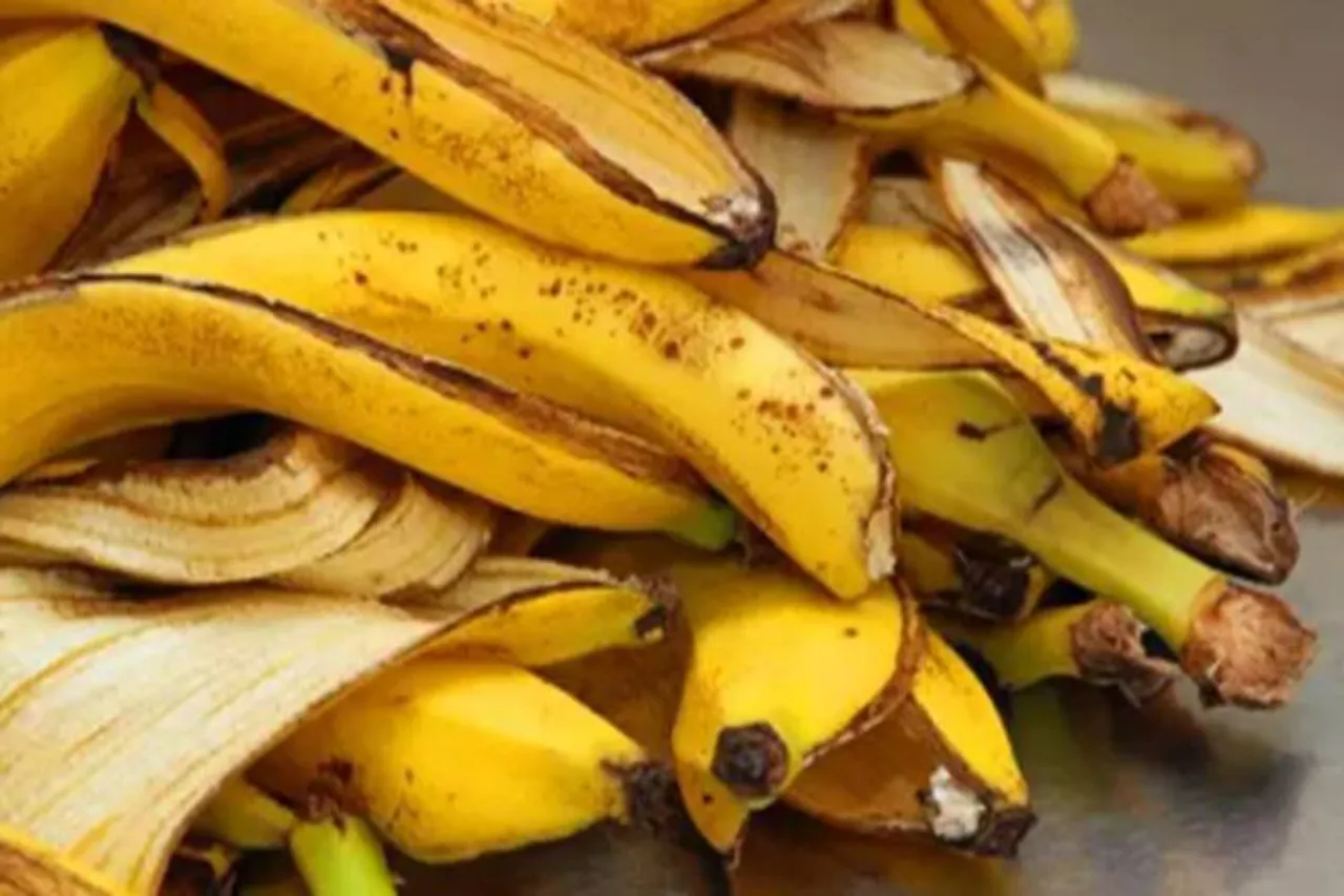 banana peels, what are the benefits of banana peels, can banana peels be eaten? banana, banana skin, ietamil, lifestyle stories, health tips