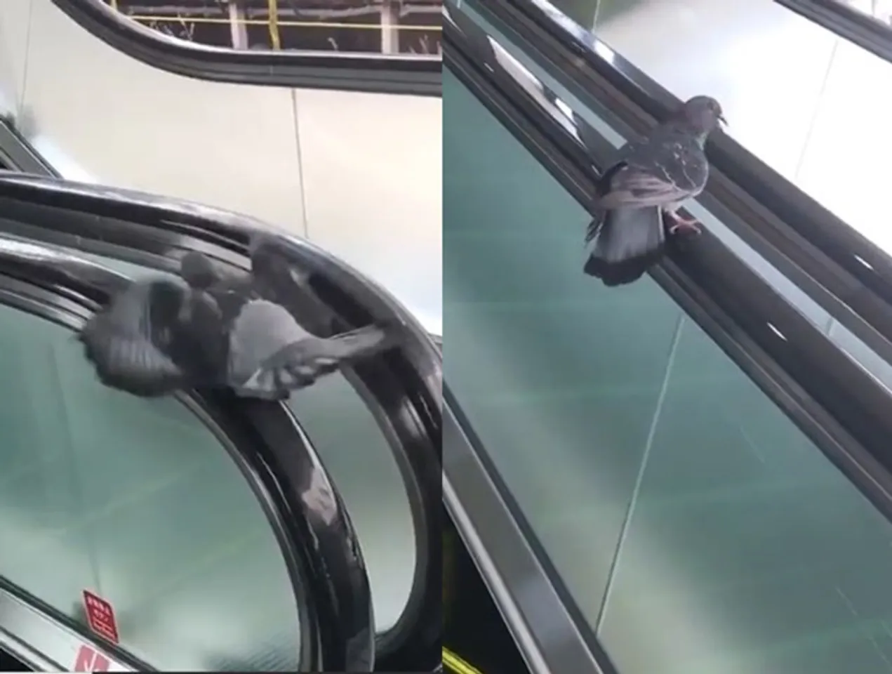 Viral Video of a Pigeon 'Battling' with an Escalator Handrail Leaves Internet Baffled